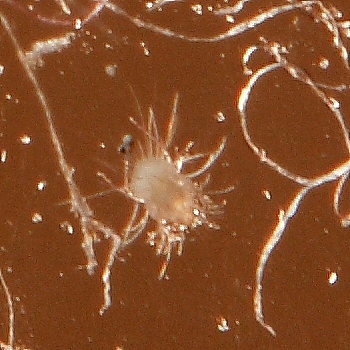 ID microacari